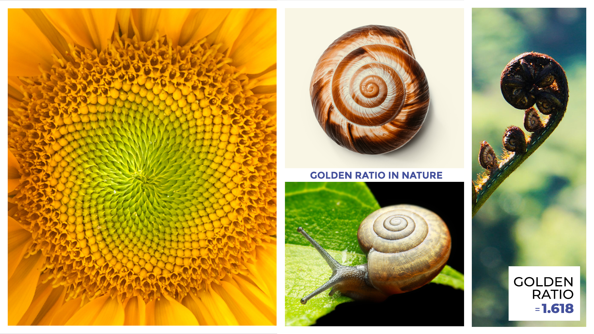 Golend Ration In Nature Fibonacci numbers and the golden ratio are evident in numerous natural phenomena. From the arrangement of leaves on a stem (phyllotaxis) to the spiral patterns of pinecones and sunflowers, these sequences reflect the intrinsic harmony of nature.